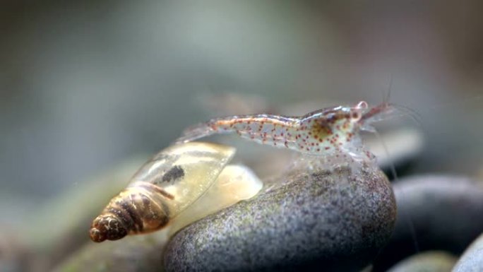 小虾与水蜗牛，Lymnaea stagnalis，Neocaridina