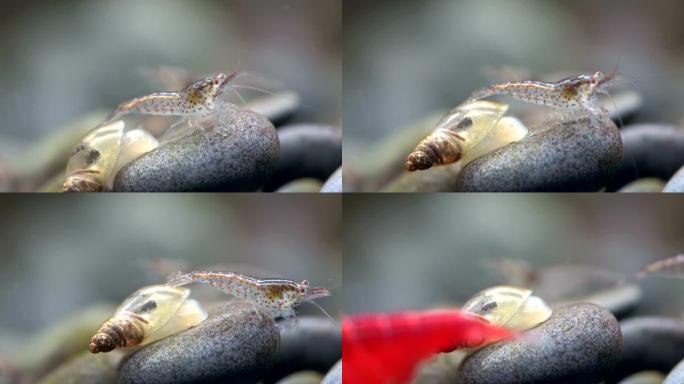 小虾与水蜗牛，Lymnaea stagnalis，Neocaridina