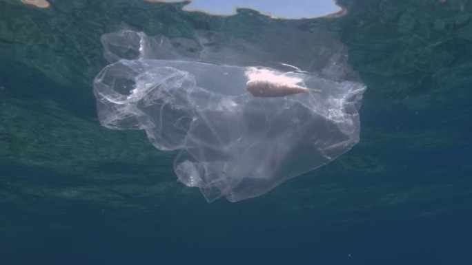 塑料污染，河豚被困在塑料袋中死亡。废弃的透明塑料袋漂浮在蓝色水中的水面下，里面有死鱼。水下射击，地中