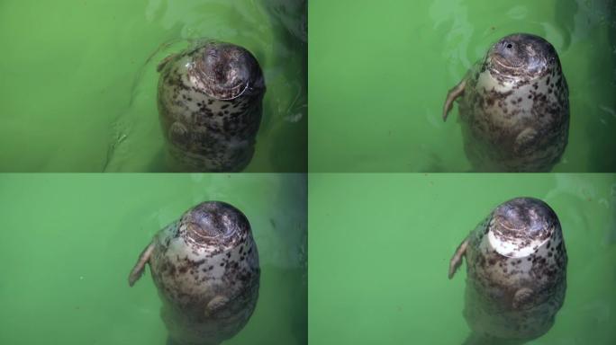 大西洋灰海豹-Halichoerus grypus在terarium的水面游泳。有趣的海豹仰望并在盐
