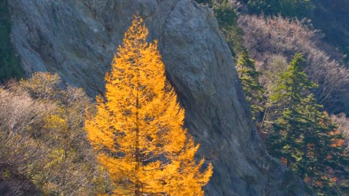 日本黑部水坝黄叶高大的树木之一