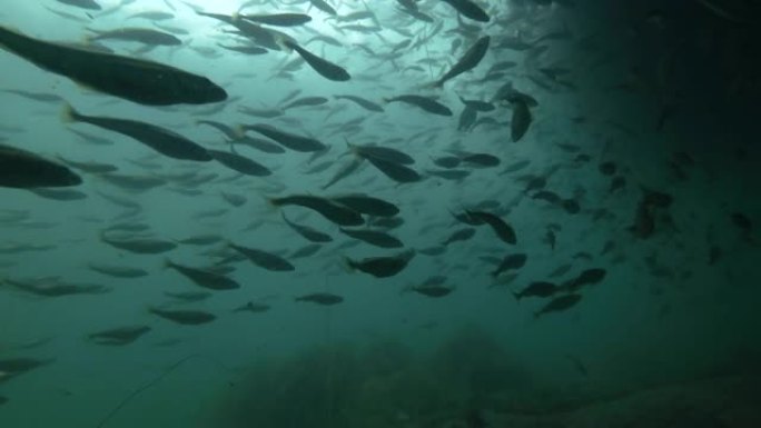 黑鳕鱼或小型鳕鱼 (Notothenia microlepidota) 的学校在近岸的浅水水下游泳