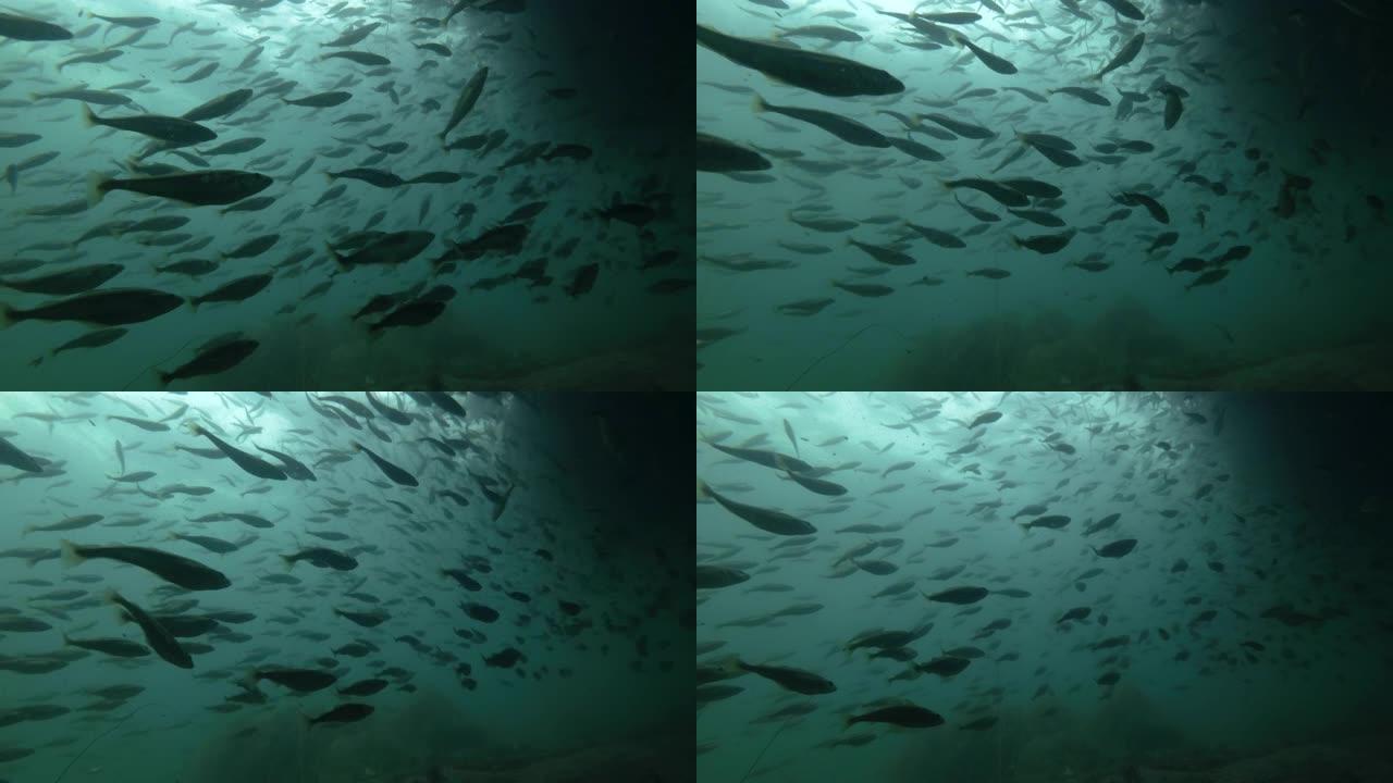 黑鳕鱼或小型鳕鱼 (Notothenia microlepidota) 的学校在近岸的浅水水下游泳
