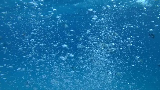 潜水潜水员在潜水过程中释放空气的慢动作视频。从海底漂浮到水面的气泡