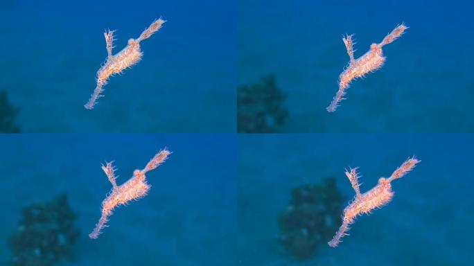 慢动作，鬼pip鱼在蓝色的水底上慢慢游动。华丽的鬼管鱼或丑角鬼管鱼 (Solenostomus pa