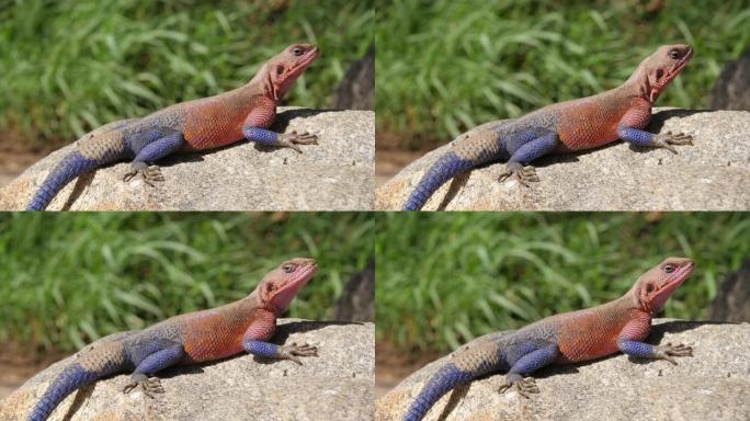 蜥蜴红色和蓝色在岩石上摆姿势
