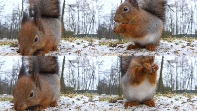 松鼠在冬季公园从雪中啃食种子