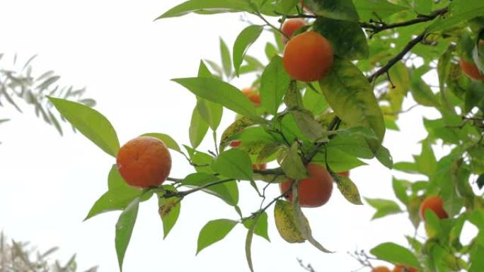 挂在橙树树枝上的多汁成熟橙子的特写镜头。希腊。4K