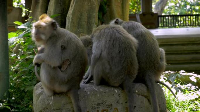 一群猴子坐在石头上，背对着镜头