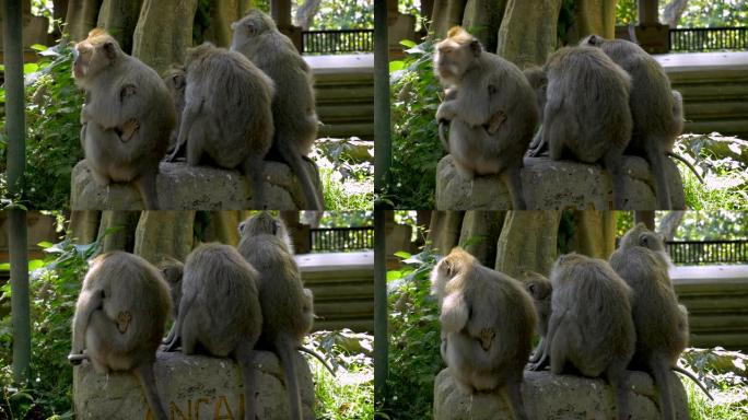 一群猴子坐在石头上，背对着镜头