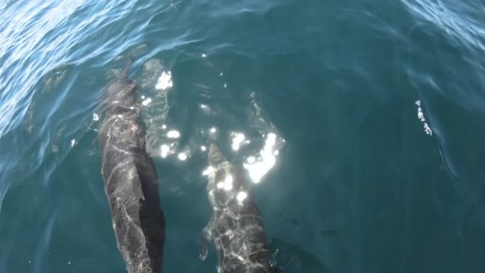 海豚在船前游泳大海海洋航行海面人与自然