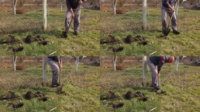 园丁在养蜂场附近用铁锹挖洞种植果树