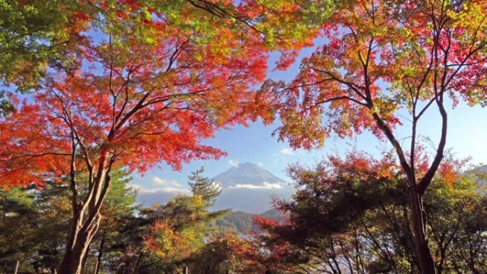 山梨县藤川口湖附近的五颜六色的秋天有红枫叶或秋天的富士山。五个湖。蓝天的日本树木。自然景观背景