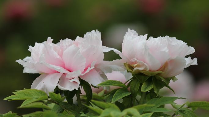 牡丹花 4K 洛阳牡丹 4月 花会