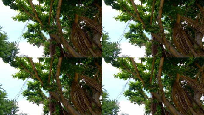 夏威夷4k慢动作60fps的大榕树