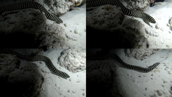 斑马海鳗-Gymnomuraena斑马在夜间漂浮在印度洋，马尔代夫，亚洲的沙底