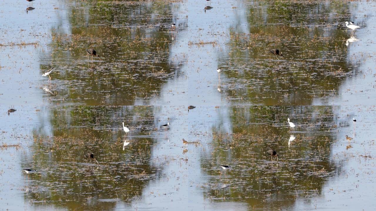湿地里有光泽的朱鹭鸟。
