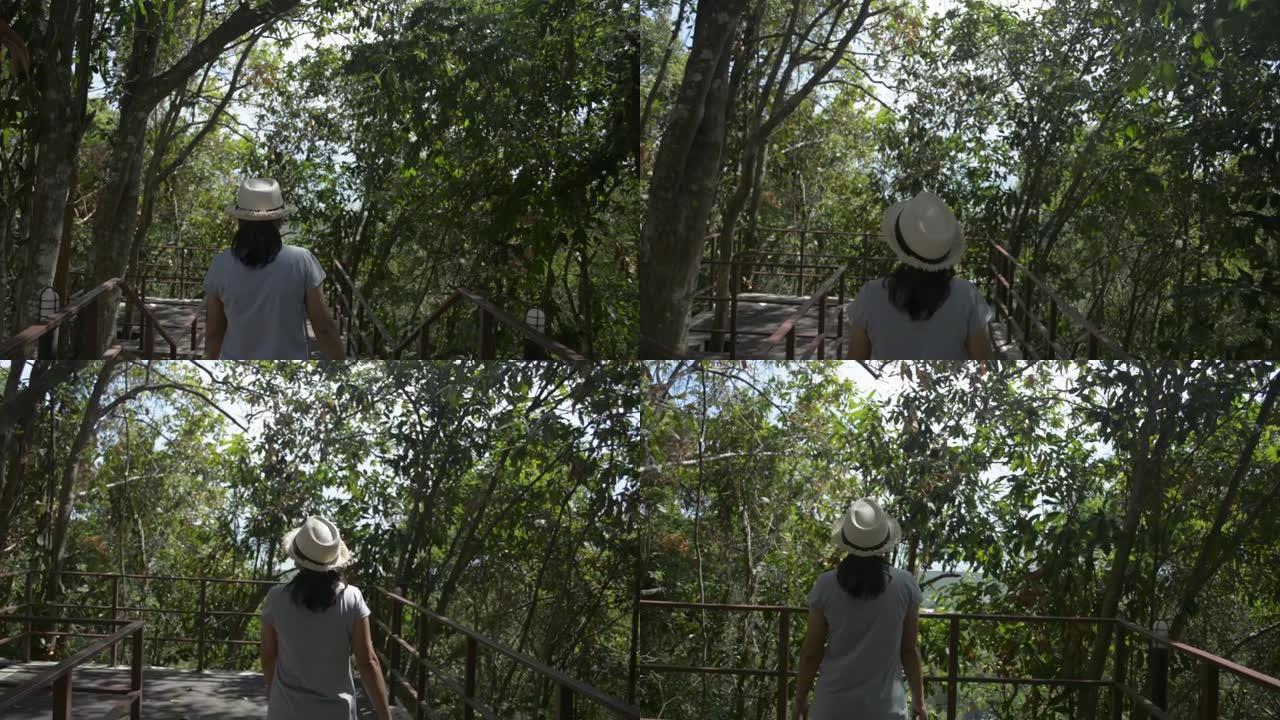 夏季，女性自然保护主义者在热带森林中漫步并观看乡村常绿树木的美景。