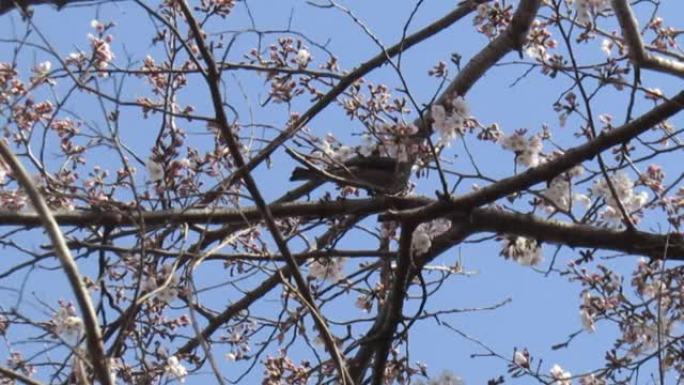 日本。三月。小鸟正在等待樱花盛开。