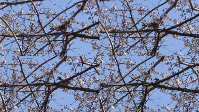 日本。三月。小鸟正在等待樱花盛开。