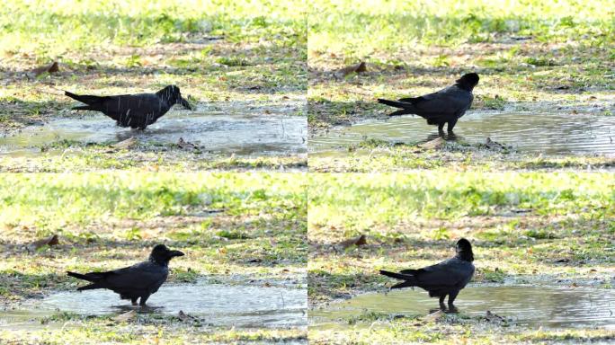 乌鸦在玩水。