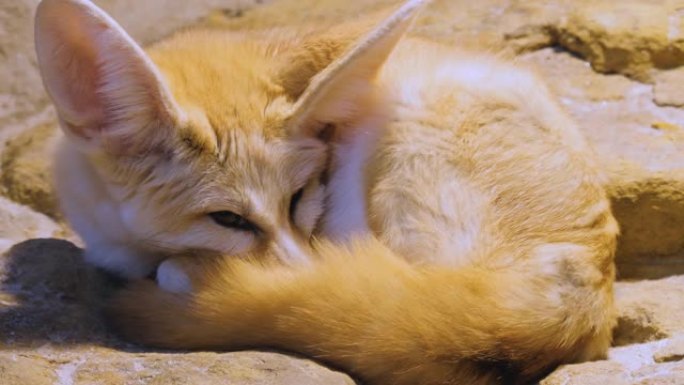 耳廓狐狸特写一只狐狸狐狸睡觉