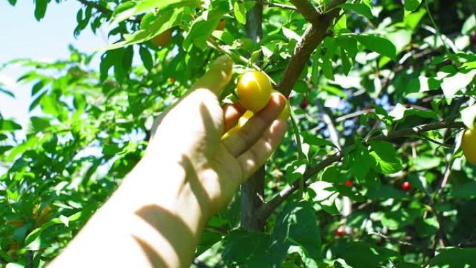 农夫的手摘下成熟的李子果实。在阳光明媚的日子里，花园里在风中摇曳的树枝上的果实樱桃李和颜色。选择性聚
