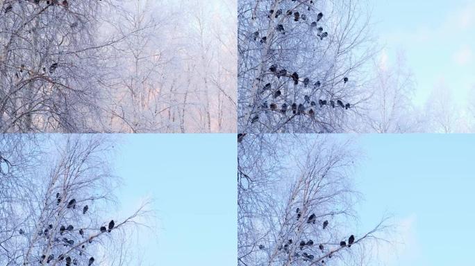 灰鸽子站在白雪的树枝上。一群鸟特写。冬季的动物。霜冻的冬天里的霜冻树