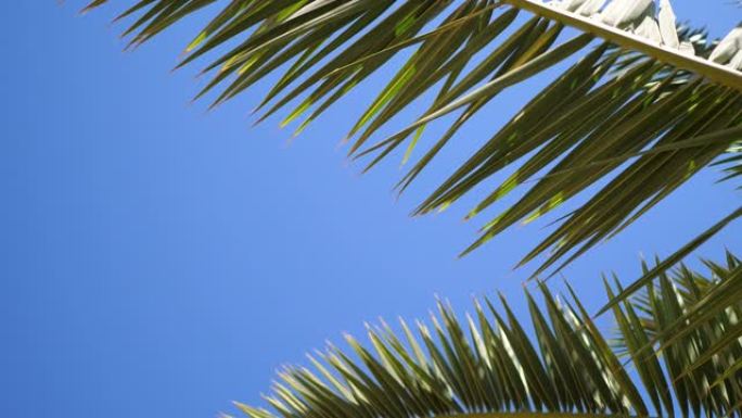 绿色的棕榈叶在阳光和蓝天的背景下随风飘动。放置您的文字。ProRes 3840x2160中的4k视频