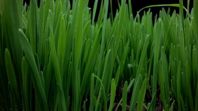 摄像机运动经过燕麦茎从地面发芽，运动中的时间流逝，燕麦生长。生命诞生的概念。
