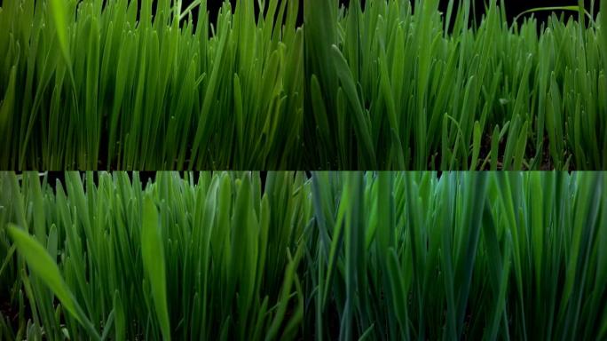 摄像机运动经过燕麦茎从地面发芽，运动中的时间流逝，燕麦生长。生命诞生的概念。