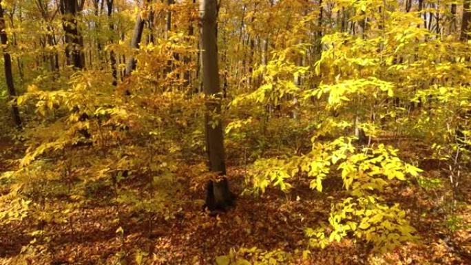 明亮的黄色风叶是加拿大季节不断变化的见证