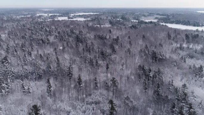 林木和被新鲜雪覆盖的湖泊上方的高角度天线
