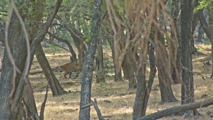 老虎在树区行走南亚虎视频素材大自然
