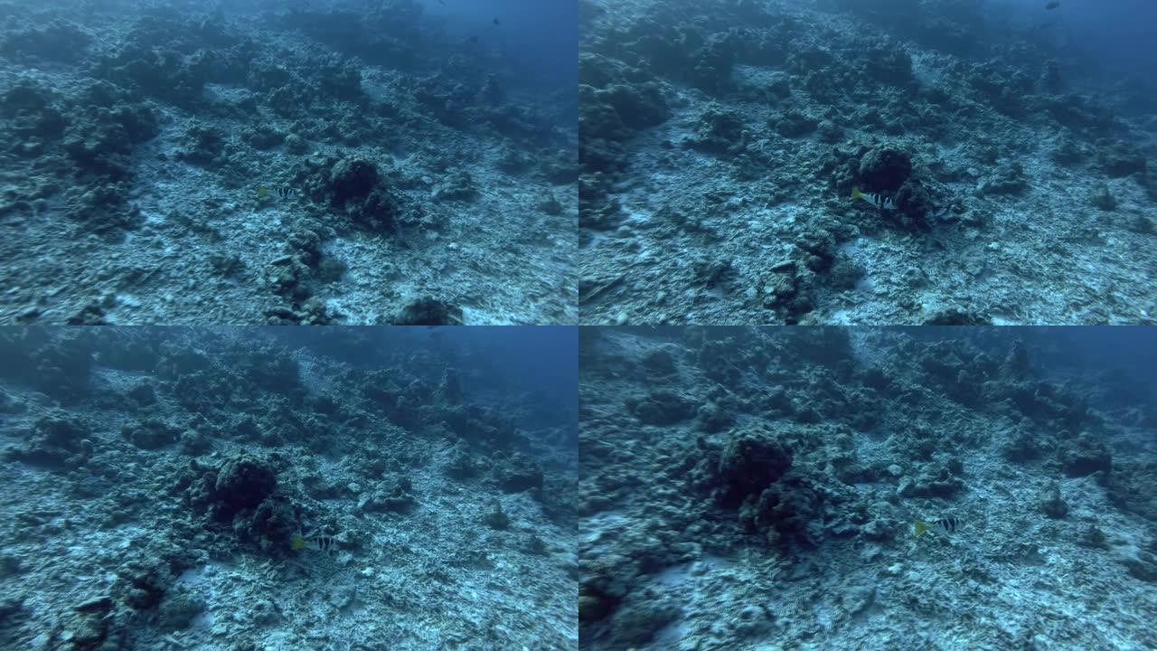 黑鞍珊瑚石斑鱼-Plectropomus laevis，印度洋，马尔代夫，亚洲