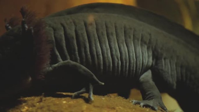 钝口螈的特写保护动物珍惜动物视频素材