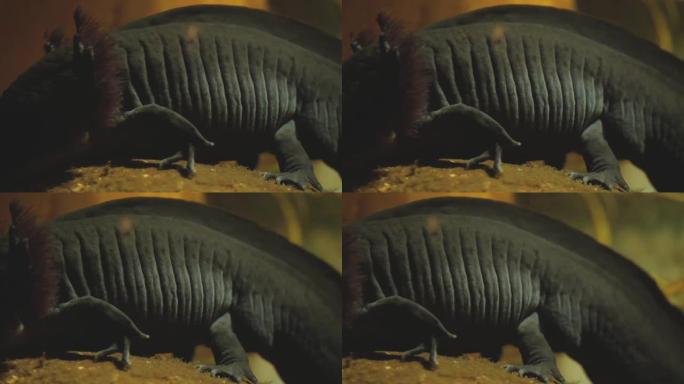 钝口螈的特写保护动物珍惜动物视频素材