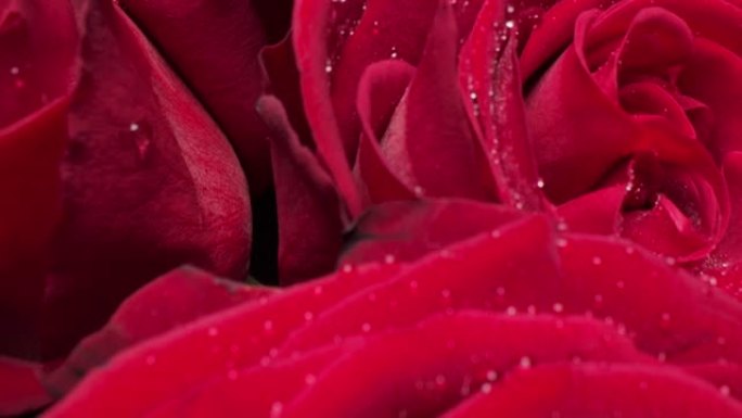 多莉宏观特写镜头美丽绽放的红玫瑰花朵