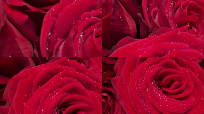 多莉宏观特写镜头美丽绽放的红玫瑰花朵