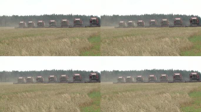 一群大型农田上的收割机收割夏季小麦。联合收割机。在麦田工作的老式联合收割机Kombain收集了小麦作