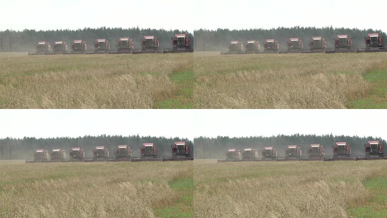 一群大型农田上的收割机收割夏季小麦。联合收割机。在麦田工作的老式联合收割机Kombain收集了小麦作