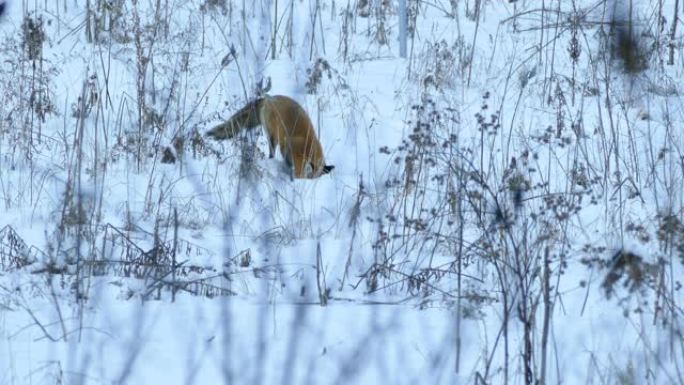 加拿大的红狐狸将头埋在雪中，跳了两次，试图捉住老鼠。