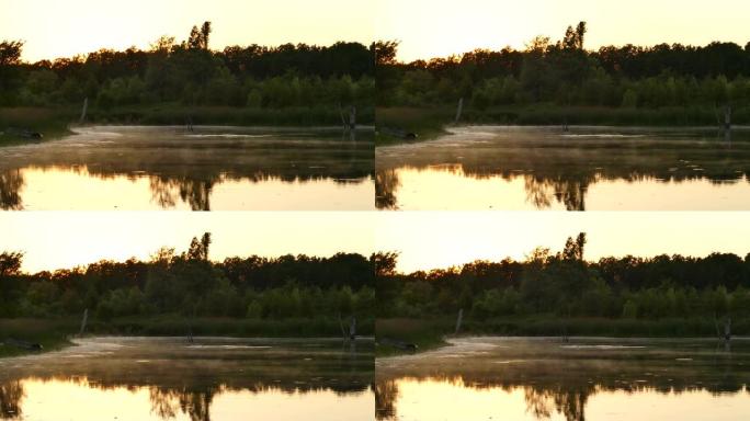 黎明时分，水蒸气在池塘中缓慢移动，鸟鸣声