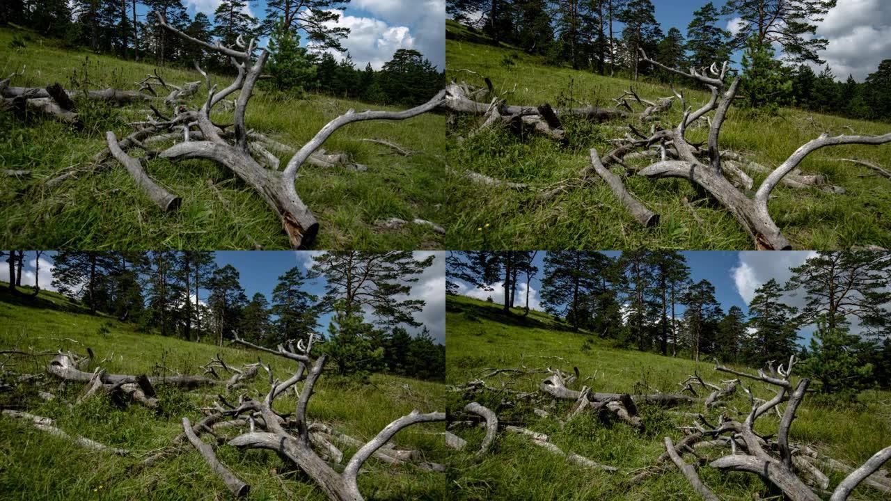 4k自然景观视频与松树延时