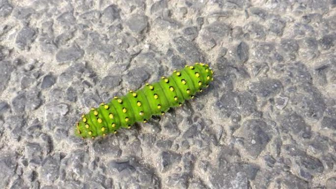 皇帝蛾毛虫的特写镜头，其鲜艳的绿色带有黄色点和黑色的横向带