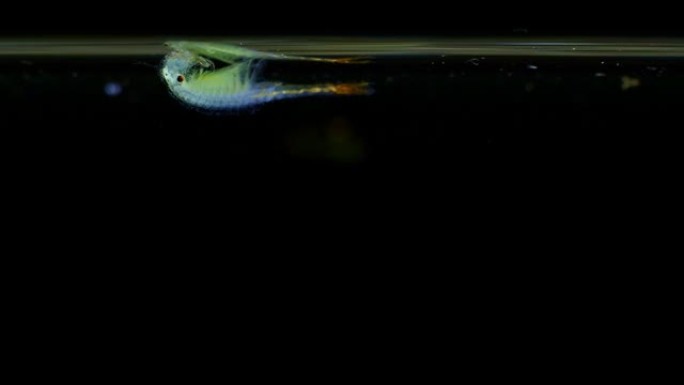 仙女虾 (Branchipus schaefferi) 以黑色和棕色背景近距离拍摄。一个美丽的白色甲