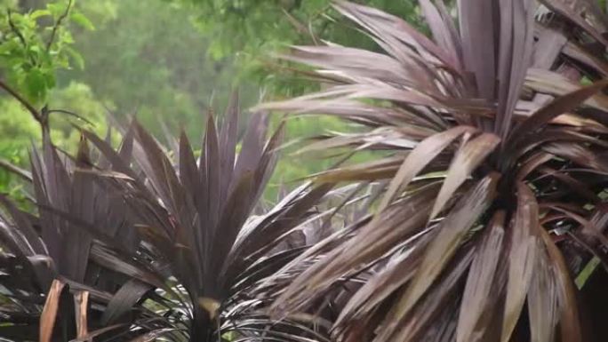 暴雨强风撼动棕榈树