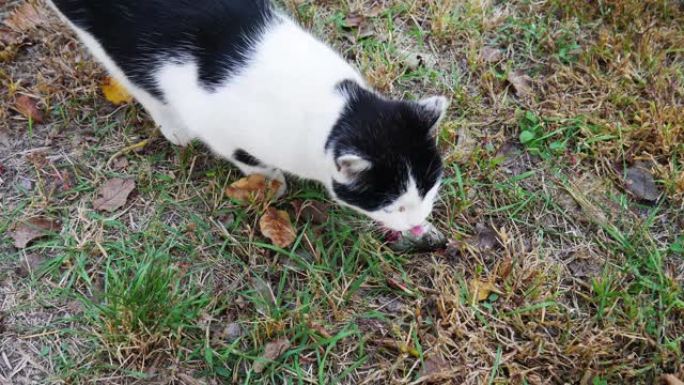 特写-猫喜欢吃草地上的鱼残渣。