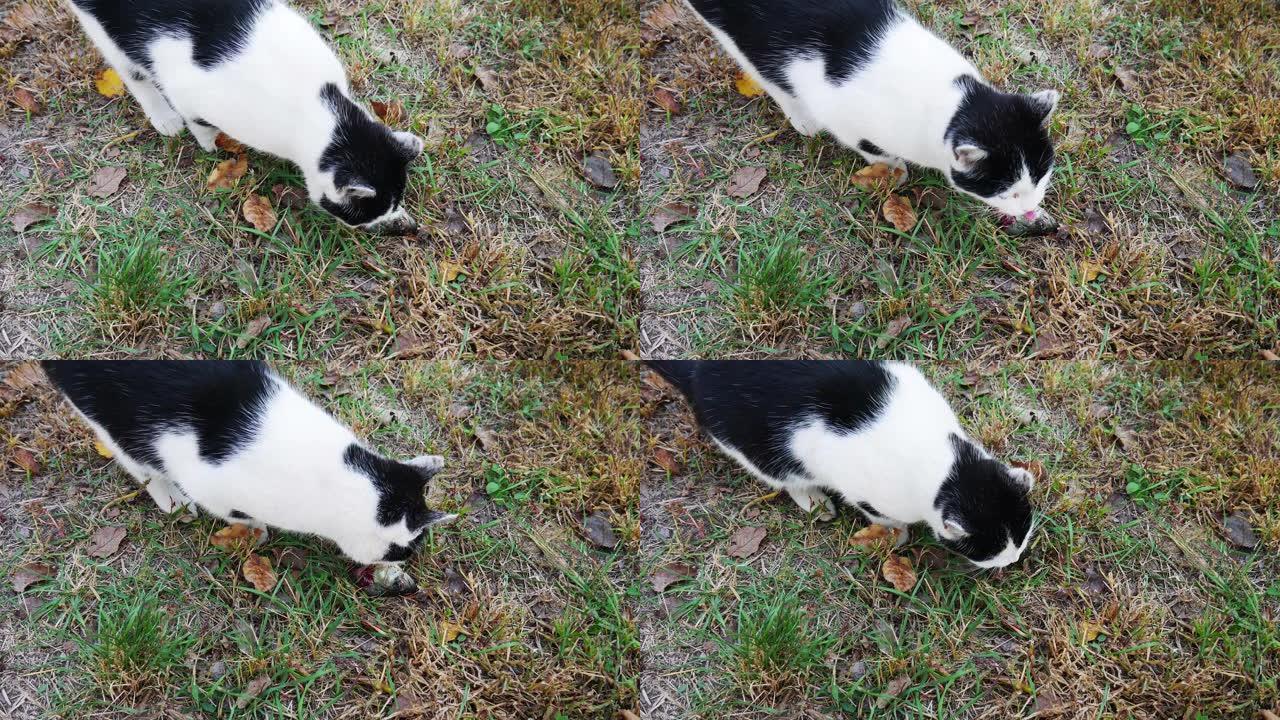 特写-猫喜欢吃草地上的鱼残渣。