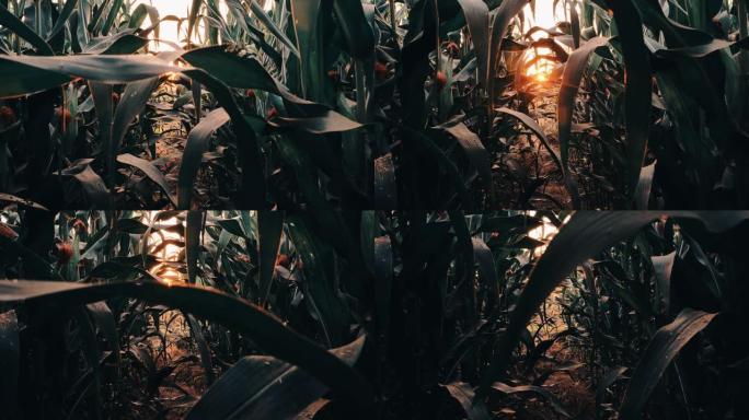多莉的玉米田在日落时拍摄